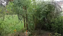 Buddleja alternifolia