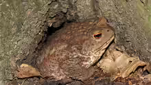 Bufo bufo