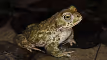Bufo calamita