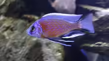 C.borleyi red fin