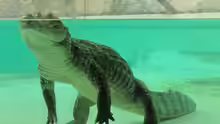 Caiman crocodilus