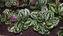 Calathea roseopicta