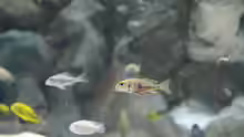 Callochromis