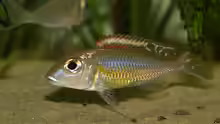 Callochromis pleurospilus kigoma-Männchen - charakteristisch für die Standortvariante: