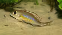 Callochromis pleurospilus-Männchen beim Nestbau