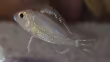 Callochromis