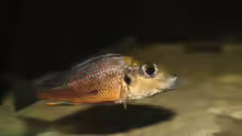 Callochromis
