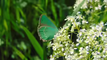 Callophrys rubi