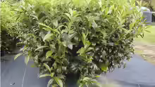 Camellia sinensis