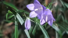 Campanula scheuchzeri