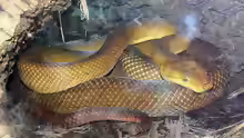 Candoia bibroni