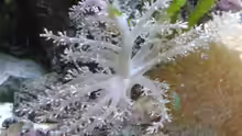 Capnella imbricata