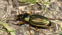 Carabus auratus