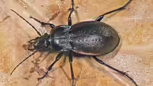 Carabus nemoralis