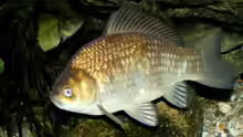 Carassius carassius