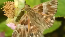 Carcharodus flocciferus