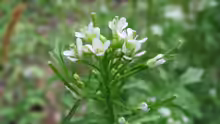 Cardamine flexuosa