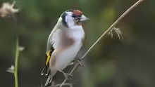 Carduelis carduelis