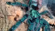 Caribena versicolor
