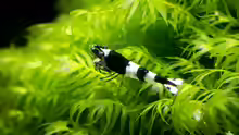 Caridina cantonensis