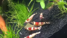 Caridina cf. cantonensis - Red bee