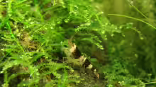 Caridina cf. Cantonensis