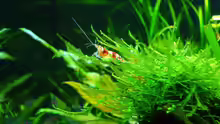 Caridina cf. catonensis ´Crystal Red´ (Jungtier)