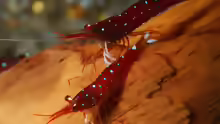 Caridina dennerli