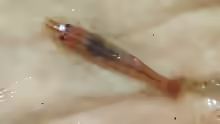 Caridina fernandoi