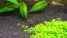 Caridina japonica