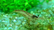 Caridina multidentata
