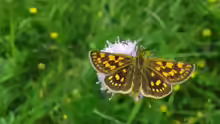 Carterocephalus palaemon