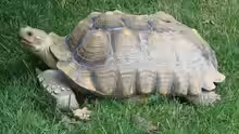 Centrochelys sulcata