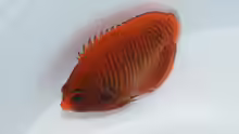 Centropyge aurantia
