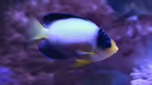 Centropyge multicolor
