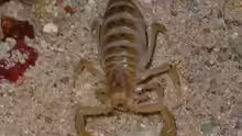 Centruroides sculpturatus