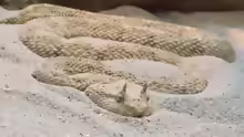 Cerastes cerastes