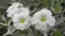 Cerastium tomentosum