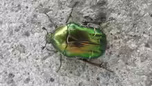Cetonia aurata