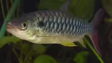 Chalceus erythrurus