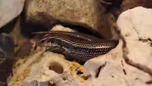 Chalcides simonyi
