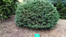 Chamaecyparis lawsoniana