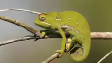 Chamaeleo dilepis