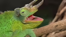 Chamaeleo jacksoni