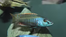 Champsochromis	 spilorhynchus  WF