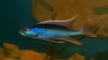 Champsochromis (Bock)