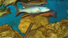 Champsochromis caeruleus