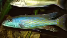 Champsochromis caeruleus, M/ Unten, W/ Oben