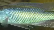 Champsochromis caeruleus Männchen