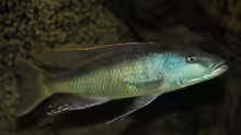 Champsochromis Spilorhynchus